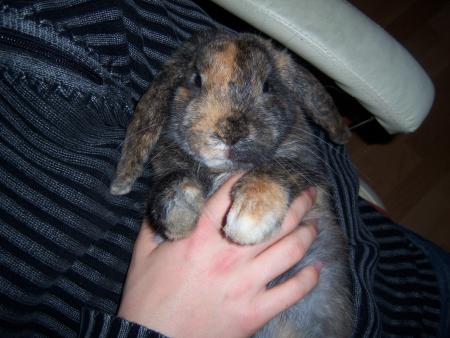 Mon petit assez musclé LAPIN