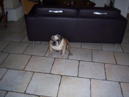 Hortance est une Bulldog anglaise. Lol