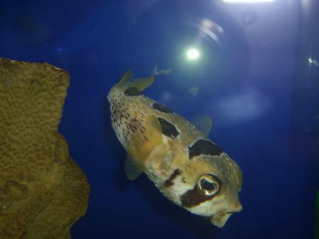 Souuvenir  de la visite d'un aquarium a Cauteret..